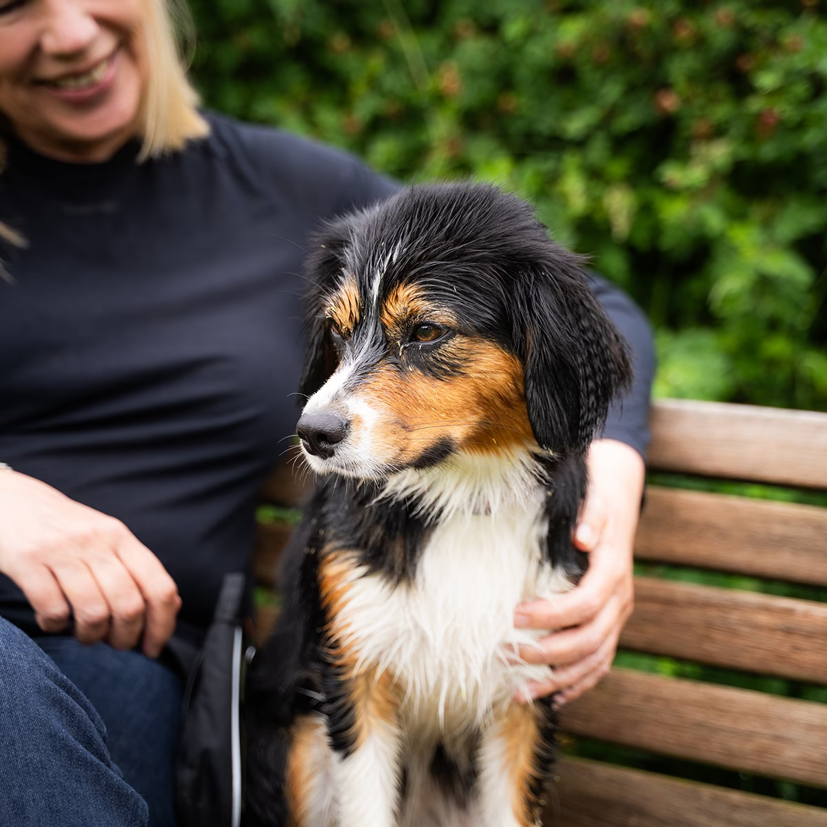 Hund på bænk i rolig stemning